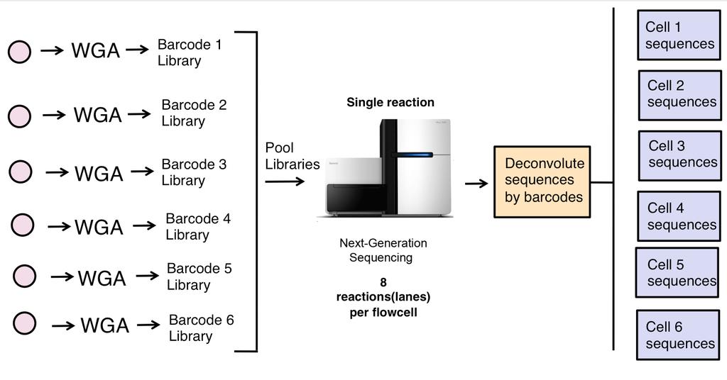 Indexing (Barcoding) Libraries for Pooled Sequencing Reactions Index = 8bp unique sequences that is added to each library Each library contains a unique index sequence Typically samples are pooled