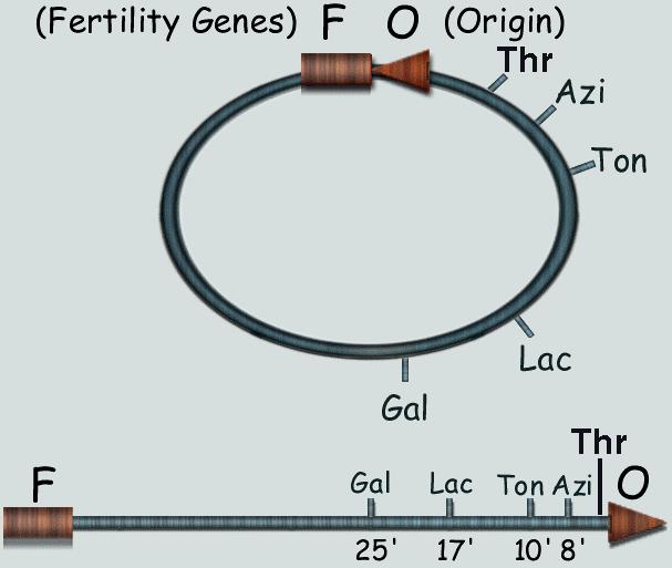 The order of gene transfer of Hfr chromosome during conjugation Gene transfer starts with the origin of