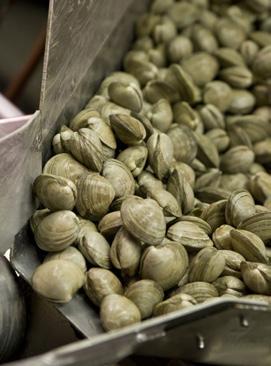 levels. At the same time, Virginia s watermen-farmers are providing additional quantities of quality shellfish to consumers.