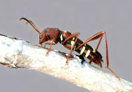 The redheaded ash borer develops in a wide range of hardwood and, despite its common name, is infrequently found in ash; fruit trees are more common hosts of this insect in Colorado.