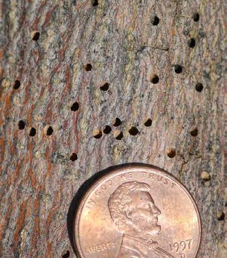Ash bark beetles. Three species of ash bark beetles (Hylesinus species) are associated with ash in Colorado.