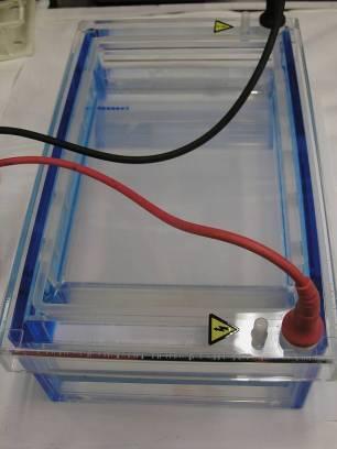Running the Gel Place the cover on the electrophoresis chamber, connecting the