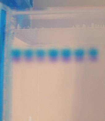 Cathode (-) DNA (-) wells Bromophenol Blue Gel Anode (+) After the current is applied, make sure the