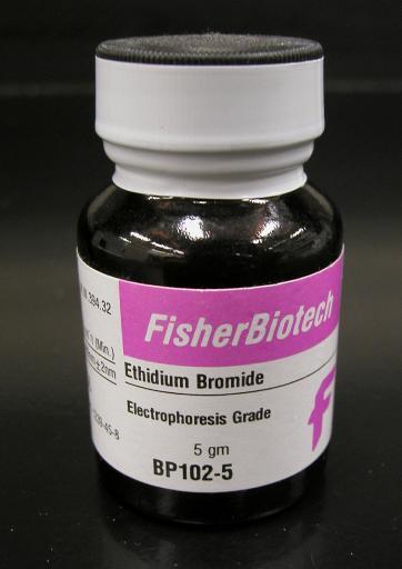 Staining the Gel Ethidium bromide binds to DNA and fluoresces under UV light, allowing the