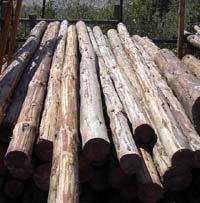 History of Forest Sector Policy Processes Since Pakistan has a small wood resource base, most policies have focused on maximizing wood production through intensive management of forests.