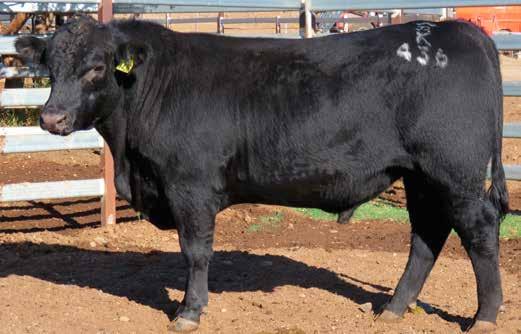 Burenda Kingscliff K436 FEATURE LOT 4 One of a number of the best bred Burenda bulls in this year s Roma sale draft. Terrific EBV s, in fact up with some of the best bred bulls in Australia.