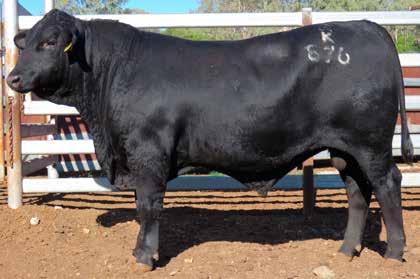 Burenda Clermont & Bull Sale 6th October 2016 Burenda will offer a top draft of 40 two year old bulls and 20 two year old bulls at our annual Clermont Bull sale.