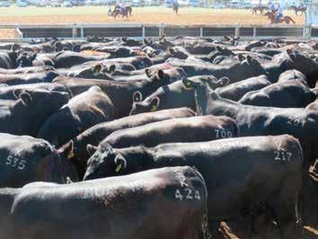 Burenda Clermont and Sale 8th October 2015 63 bulls offered with 90% clearance for an average of $4500 in