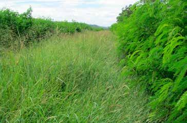 The plan to start planting improved pastures and leucaena started back in 2004 and we haven t looked back since.