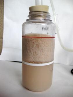 Data Collection 13. Record your initial ph and CO 2 readings from the computer in the table on your STUDENT WORKSHEET. The yeast solution should begin to foam as in the picture below.