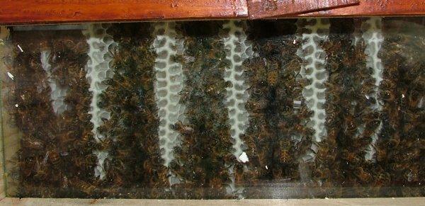 Other than that, the Warre Hive (and any hive) does best when mankind leaves it alone.
