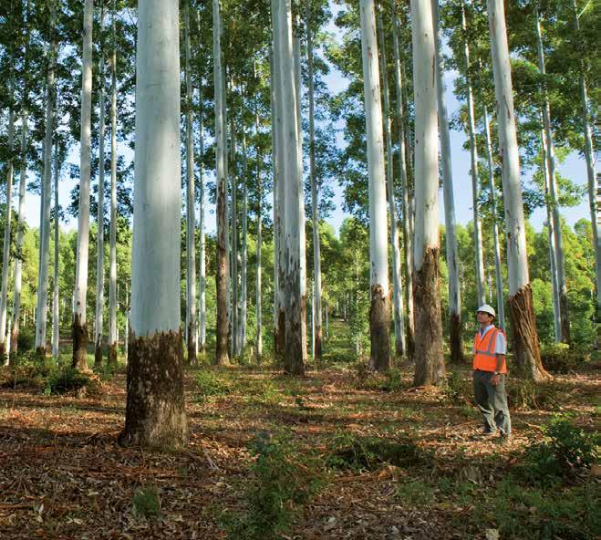 Red Grandis Making the most of Sustainable Forestry Plantation Grown The 30,000 hectare
