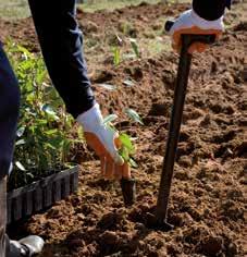 includes proper soil preparation, fertilisation and weed control.