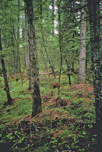 All About Minnesota s Forests and Trees Native Plant Community Central Dry-Mesic-Pine-Hardwood Forest Southern Wet Ash Swamp Northern Terrace Forest Southern Dry Savanna Northern Wet-Mesic Boreal