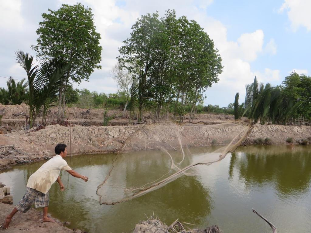 Conversion of mangroves for