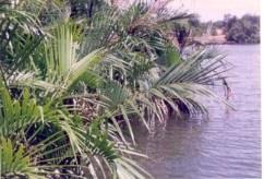 MANGROVE DISTRIBUTION IN VIETNAM Changes in mangrove area in four regions of Vietnam (ha) 408,500 ha