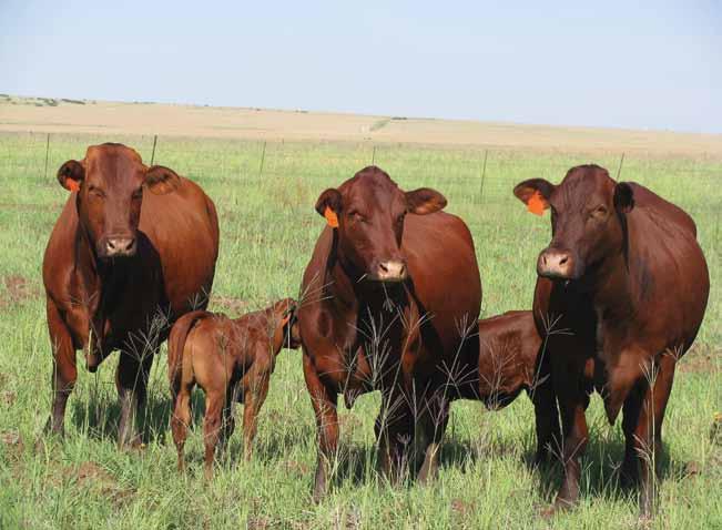 Pas voer by koeie se produksiesiklus aan Boere in Suider-Afrika moet hul bestuurspraktyke verander om by die koei se natuurlike