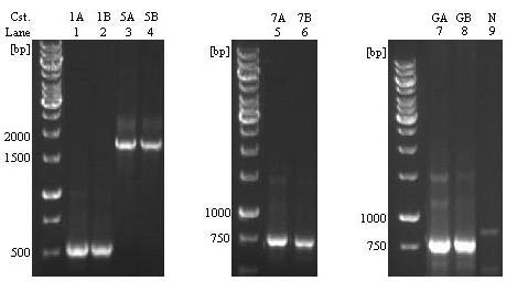 pbluescript SK plasmids containing a Kuras potato lox (StLox) insert (071H07) were purified from TOP10 E. coli cells and the lox insert was sequenced.