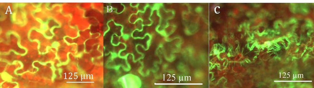 The GFP expression is seen as green fluorescence, while the red fluorescence is autofluorescence from chlorophyll. B) A higher magnification than A) but still with a GFP expression from 4 dpi.