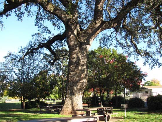 Two additional trees located in the CARD Community Park off 20 th Street were nominated for the program.