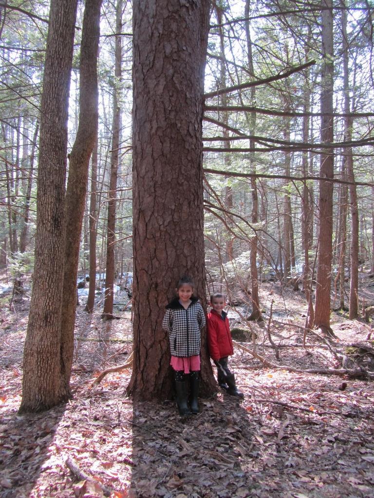 Red Pine, West Epping (Optional) The Lamprey River Forest, where this tree is located, was one of the first properties conserved with the help of the Lamprey River Advisory Committee and its efforts