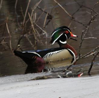 Big Trees Benefit Wildlife Wood duck. As you look at these large trees, keep an eye out for the signs of use by the wild creatures in the area.