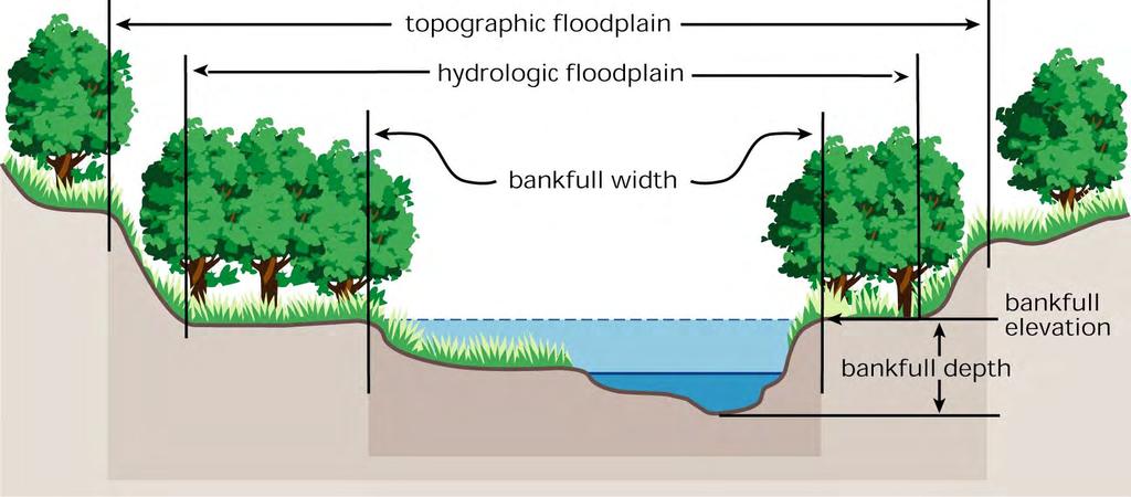 What is a Riparian Buffer? Riparian is from Latin ripa, the bank of a river.