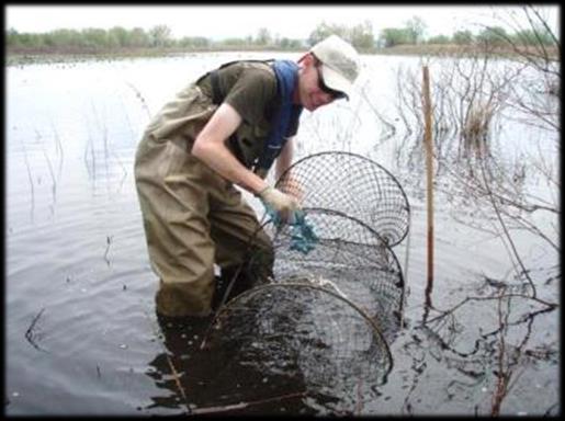 State & Tribal Wildlife Grants Supporting Conservation Actions for Pennsylvania s Aquatic Species & Habitats T he State & Tribal Wildlife Grants Program is an effective investment in Pennsylvania s