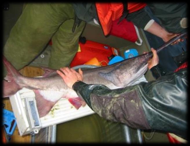 Paddlefish recovery in the Ohio & Allegheny Rivers: Outcomes, lessons learned & next steps.
