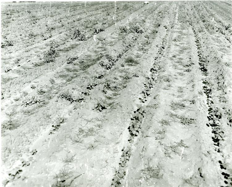 Pre-Emergence Weed Control 1950 - Lubbock,