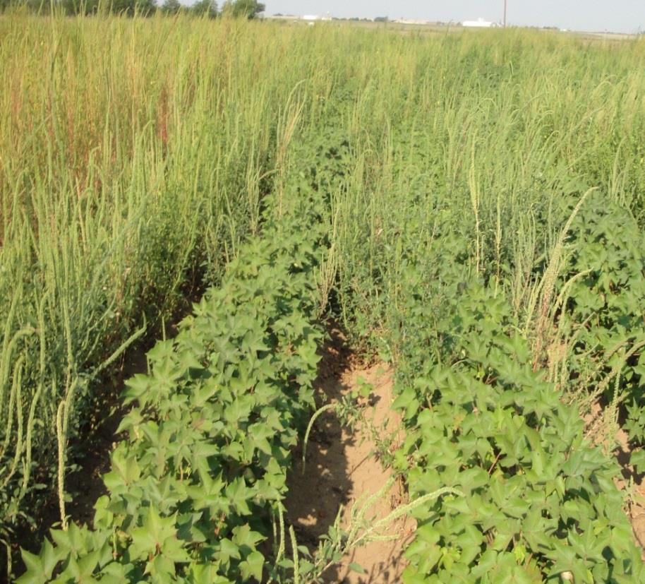 Palmer amaranth Infests all cultivated cropland Emerges from May September Prolific seed