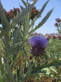 Water stress strategy: the cardoon above-ground biomass dries off in summer.