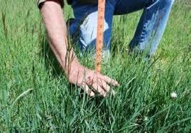Estimate height where 90% of grass is below that height Grass 75% to 90% 90% Bromes 250* 350