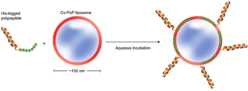 www.afm-journal.de www.advancedsciencenews.com Figure 15. Schematic figure of his-tagged polypeptide insertion into Co-PoP liposomes. Reproduced with permission.