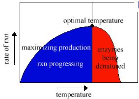 Enzymes Have Optimal Environments Slide 25 / 64 Since enzymes are proteins and proteins are sensitive to their environments, enzymes