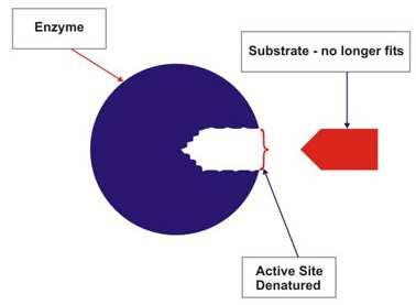 enzymes. Slide 26 / 64 This is true only up to certain temperatures for each type of enzyme!