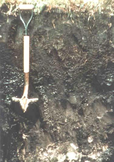 A12 Thick Dark Surface High organic matter content creates the thick, dark surface (Mollisols)