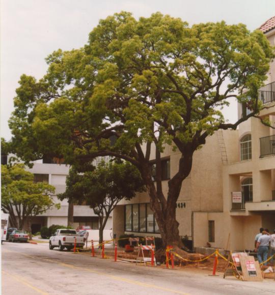 DESIGNING FOR MANDATORY TREE PROTECTION DURING CONST RUCTION 1. What is tree protection & why is it necessary?