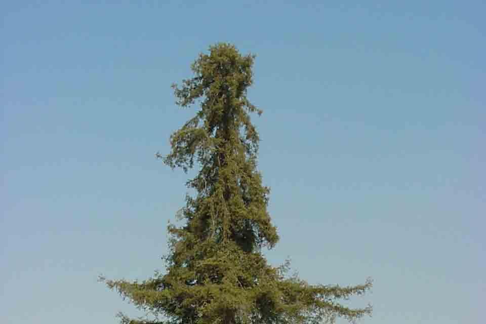 For some trees with narrow crowns, such as the tree shown in the photo below, this distance is not near enough to insure that the critical tree roots will be protected.