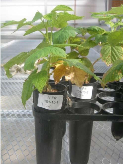 Evaluation of post-plant nematicides 18000 16000 Experiment 1 # root lesion nematode/pot 14000 12000 10000 8000 6000 4000 2000 0