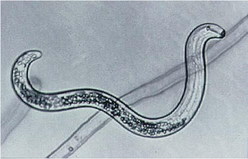 Why are nematodes difficult to manage?