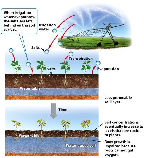 Figure 11.6 Irrigation-induced salinization and waterlogging. Over time, irrigation can degrade soil by leaving a layer of highly concentrated salts at the soil surface and water-logged soil below.