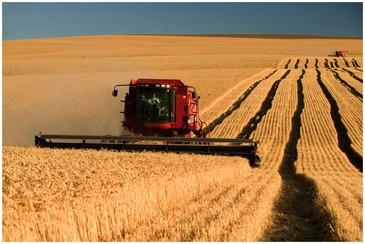 same time. With the use of large machinery, the harvest can be obtained easily and efficiently.