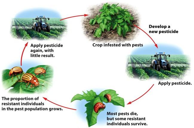 Figure 11.9 The pesticide treadmill. Over time, pest populations evolve resistance to pesticides, requiring farmers to use higher doses or to develop new pesticides.