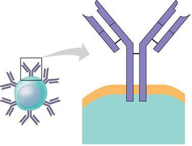B Cell Receptors for Antigens B cell receptors bind to specific, intact antigens, are often called membrane antibodies or membrane immunoglobulins Antigenbinding site Light chain Disulfide bridge C C