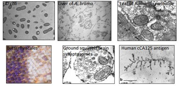 Biological samples types Animal tissues (ex.