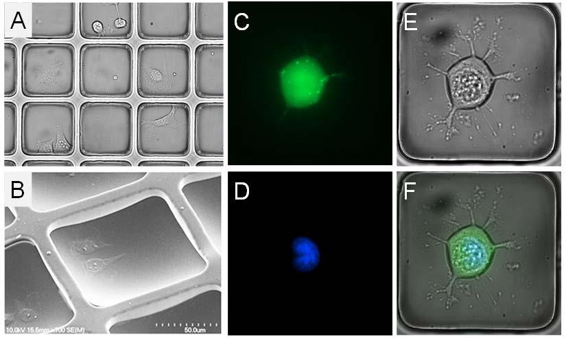 Cells can be imaged directly on the array by