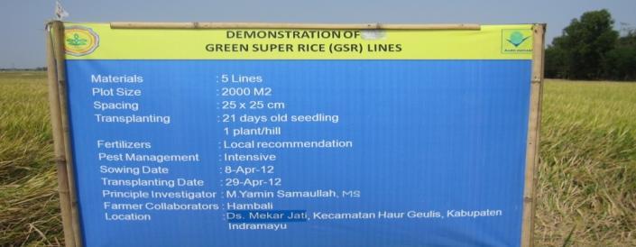 POSTER Figure 1. Agronomic performace of GSR Pre-released varieties, Indramayu, DS 2012. Table 2.Yield and yield components of GSR Pre-released varieties along with Ciherang, Indramayu, DS 2012. No.