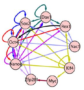 Gene regulation network around Oct4 Experiments showed that 6632 human genes contain binding motifs in their promoter regions for at least one out of the nine TFs.