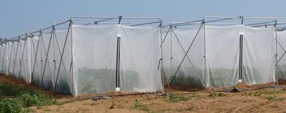 fruit Anti-bird netting Insect-proof